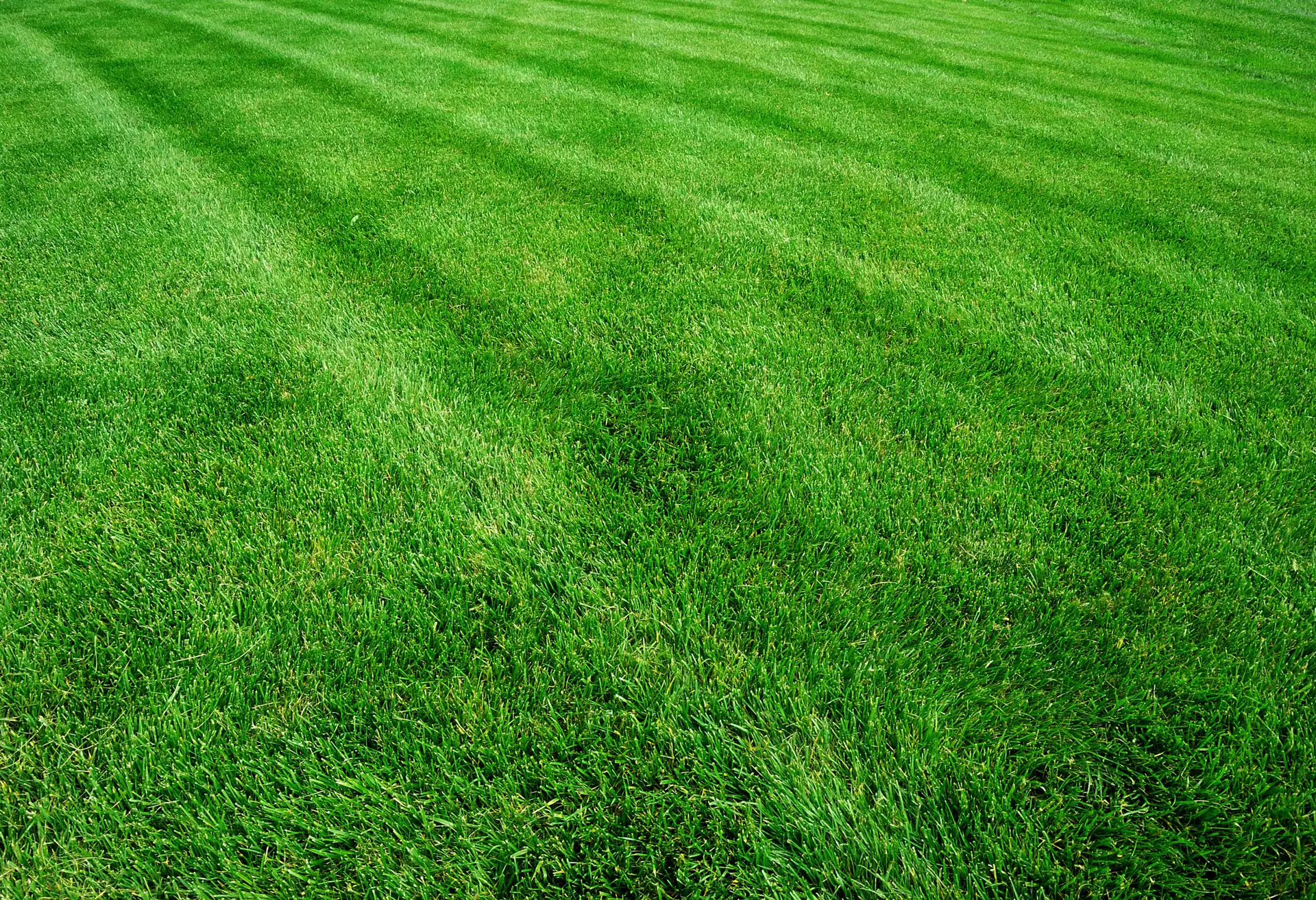 Grass Lawn